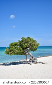 Aruba Beach Divi Tree With Sea In The Background