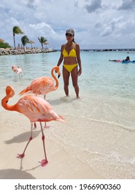 Aruba beach with pink flamingos at the beach, flamingo at the beach in Aruba Island Caribbean. A colorful flamingo at beachfront, woman on the beach mid age 