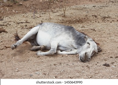 Aruba Donkey Farm 2018 Animals