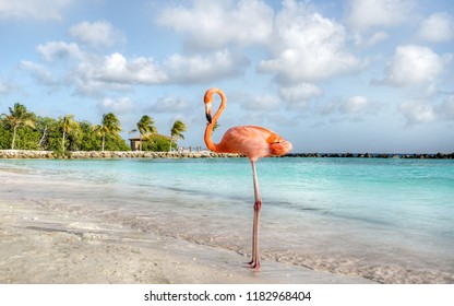 Aruba, Flamingo Beach