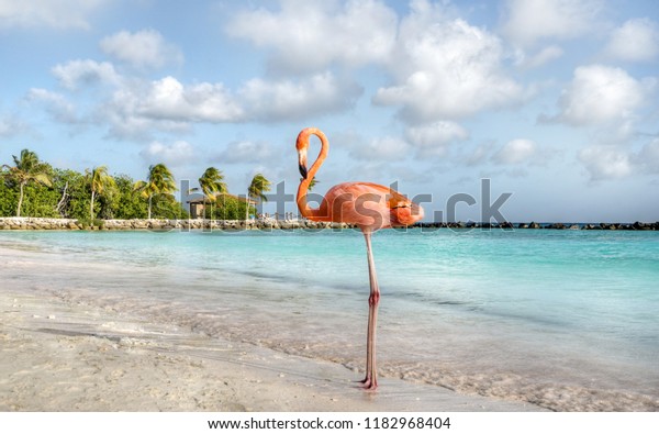 all inclusive aruba flamingo beach