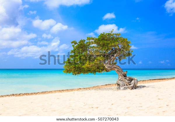 Aruba,\
Netherlands Antilles. Divi divi tree on the\
beach.