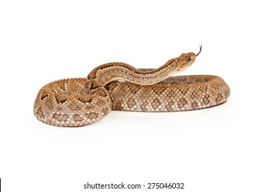 Aruba Rattlesnake - A critically endangered (CR) species of venomous pitviper snakes mainly found in the Caribbean. Coiled up with forked tongue sticking out.