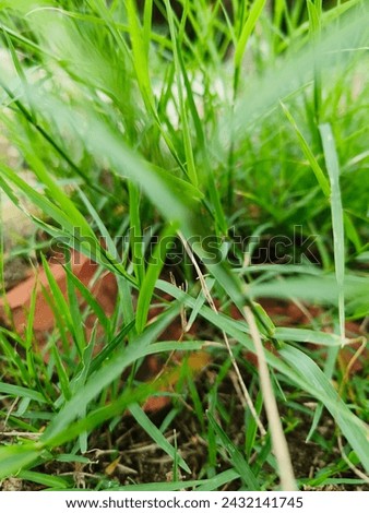 Arugam Pul (Tamil) is the Bermuda Grass often found on farm lands and waste lands. They are fastest growing warm grass variety. They grow and multiply on stems (stolons and rhizomes).
