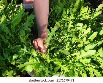 arugula green leaves harvested in garden women