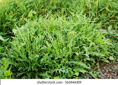 Arugula On Plant Bed