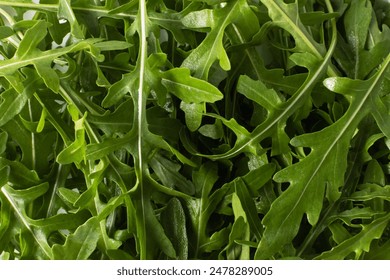 Arugula on a white background. Raw and fresh arugula, green leaves, from above.