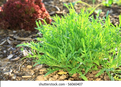 Arugula Plant In Garden - Eruca Sativa