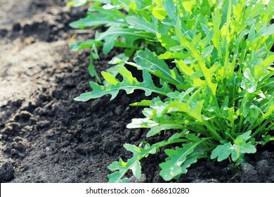 Arugula Plant Growing In Organic Vegetable Garden.