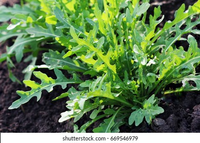 Arugula Plant Growing In Organic Vegetable Garden.