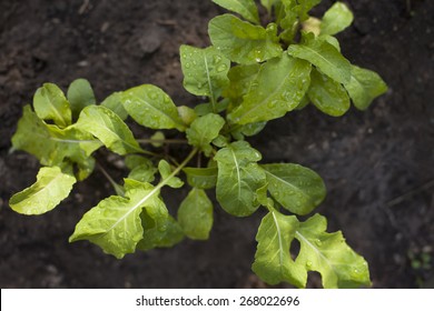 Arugula Plant Growing From Soil