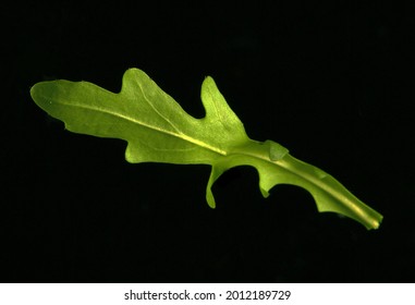 ルッコラ の画像 写真素材 ベクター画像 Shutterstock