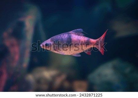 Arulius Barb (Dawkinsia Arulius) - Freshwater fish