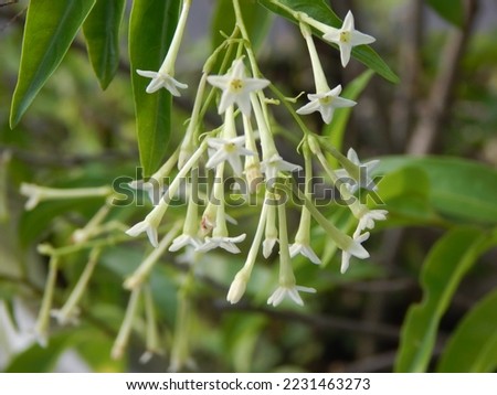 Arum Dalu, Cestrum nocturnum L. are ornamental plants and medicinal plants that grow a lot in Indonesia.