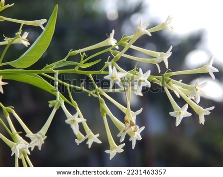 Arum Dalu, Cestrum nocturnum L. are ornamental plants and medicinal plants that grow a lot in Indonesia.