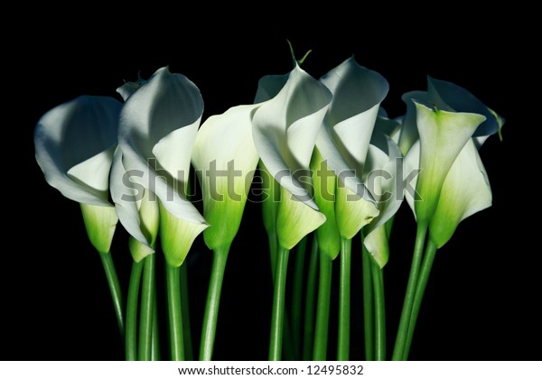 Arum Lilies Zantedeschia Aethiopica Aka Calla Stock Photo Edit Now
