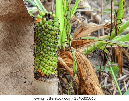Arum maculatum, commonly known as cuckoopint, jack-in-the-pulpit and other names (see common names), is a woodland flowering plant species in the family Araceae.