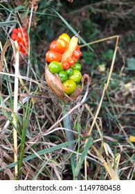 Arum Maculatum, Cuckoo Pint, Lords And Ladies