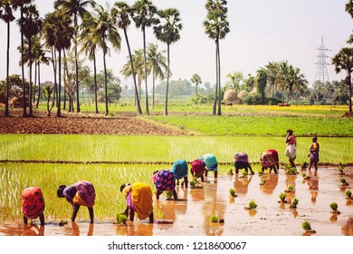 Arunachala In Tiruvannamalai, Tamil Nadu, India, January 30, 2018: Women Working At Paddy Field