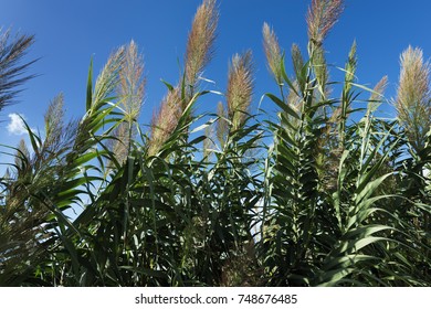 494 Arundo donax Images, Stock Photos & Vectors | Shutterstock