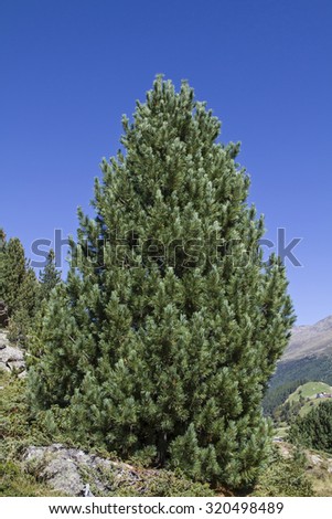 The Arve, also known as stone pine is at home in the high altitudes of the Alps