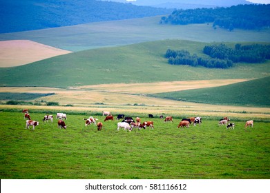 The Arxan range pastures scenery.The photo was taken in Arxan 203 highway Hinggan League  Inner Mongolia autonomous region, China. - Powered by Shutterstock