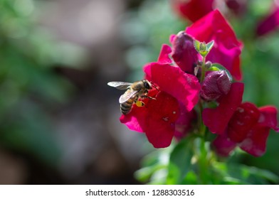 Aryan, Bee, Pollen