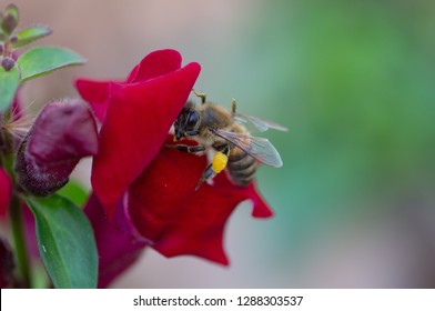 Aryan, Bee, Pollen