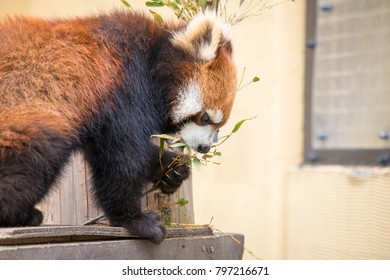  Asahikawa, Hokkaido, Japan - 6 May 2016 : Isolated Red Panda eat bamboo in cage in Asahiyama zoo