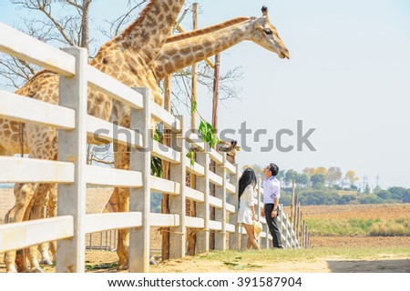 asai young romantic man and woman standing with giraffe. Young love concept.