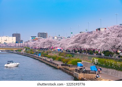 Asakusa Sumida Park cherry blossom festival. In springtime, Sumida River is surrounded by cherry blossoms.