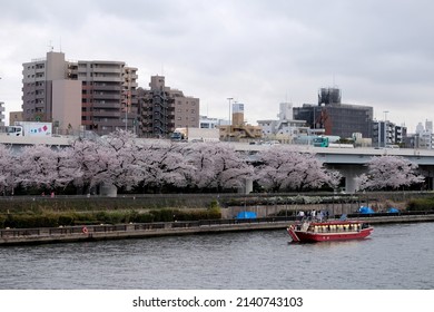Asakusa, Tokyo, Japan - March 30 2022: A yakatabune, a traditional Japanese pleasure cruise boat enjoys viewing the cherry blossoms along the Sumida River. 