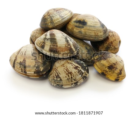asari clams, It’s a kind of clam that’s popular in Japan.