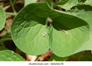 Asarum Canadense Leaf