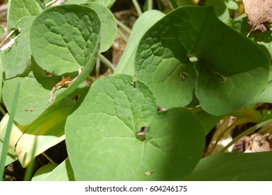 Asarum Canadense Leaves
