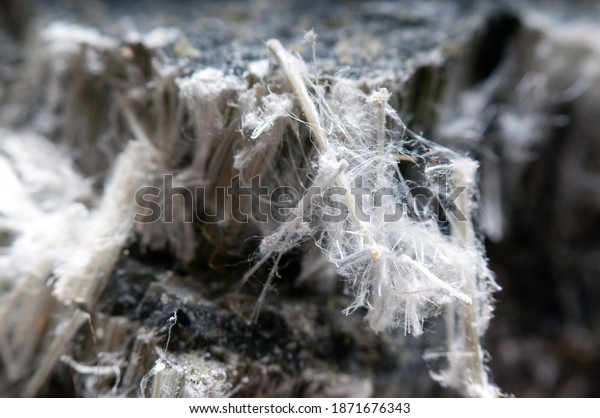 Asbestos Chrysotile Fibers That Cause Lung Stock Photo (Edit Now ...