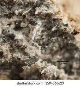 Asbestos Fibers Microphotograph With Scale