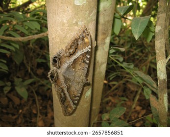 Ascalapha odorata, sometimes called the black witch, is a moth in the family Noctuidae found in North, Central, and South America. Amazon rainforest, Brazil.
