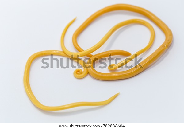 que enfermedades causa la ascaris lumbricoides que enfermedades causa la ascaris lumbricoides