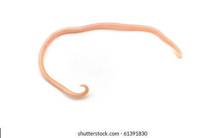 Ascaris Lumbricoides