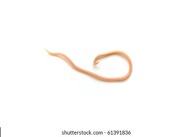 Ascaris Lumbricoides