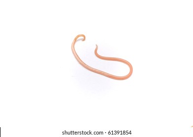 Ascaris Lumbricoides