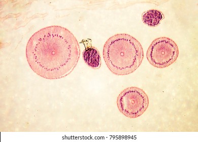 Ascaris Microscopy Photo