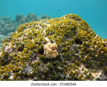 Ascidian
