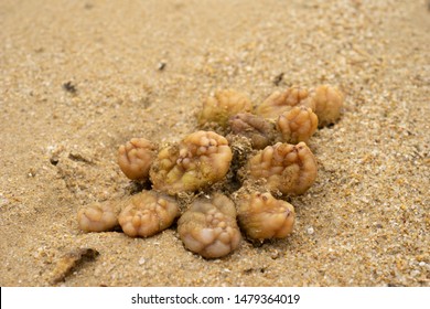 ascidian, sea squirt, Chordata. invertebrate filter feeder, Marine species. Found on intertidal mudflat, Hong Kong, South China Sea.