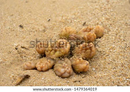 ascidian, sea squirt, Chordata. invertebrate filter feeder, Marine species. Found on intertidal mudflat, Hong Kong, South China Sea.