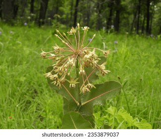 Asclepias amplexicaulis (Clasping Milkweed) Native North American Prairie Wildflower