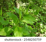 Asclepias exaltata | Poke Milkweed | Native North American Woodland Wildflower