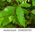 Asclepias exaltata | Poke Milkweed | Native North American Woodland Wildflower