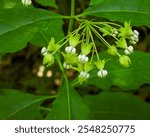 Asclepias exaltata | Poke Milkweed | Native North American Woodland Wildflower